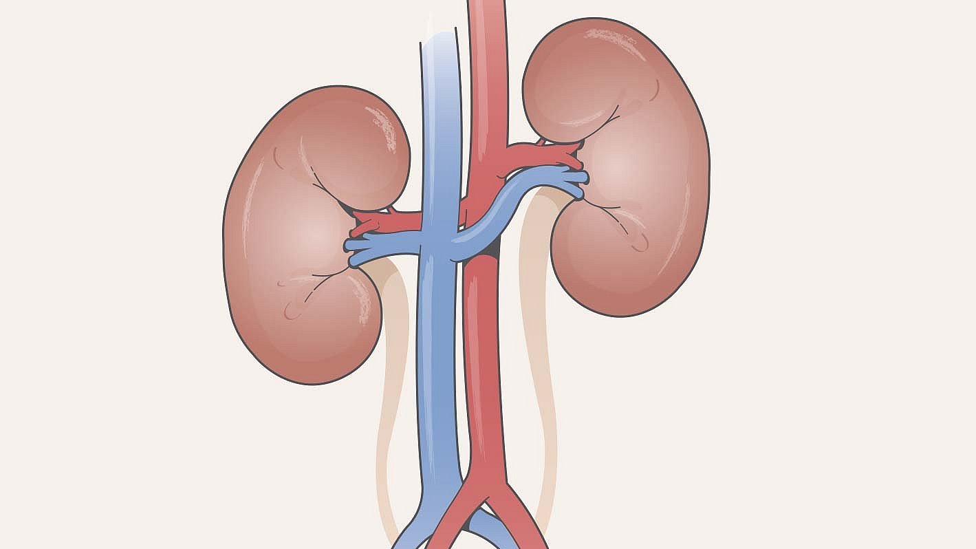 Kidney diagram